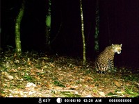 Curious Jaguar