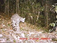 Margay