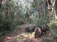 Peccaries