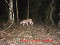 Puma at night