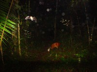 Red Brocket deer and bat