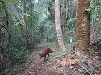 Red Brocket deer