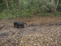 Tapir